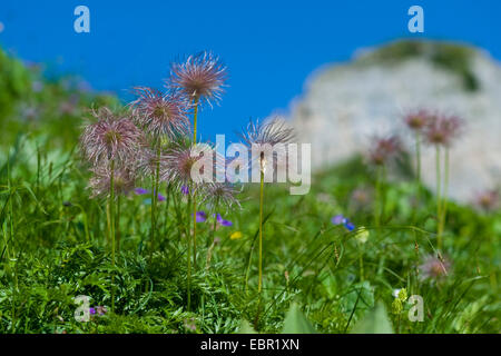 Anemone alpino (Pulsatilla alpina ssp. alpina, Pulsatilla alpina), la fruttificazione in un prato di montagna, la Svizzera, la Schynige Platte Foto Stock