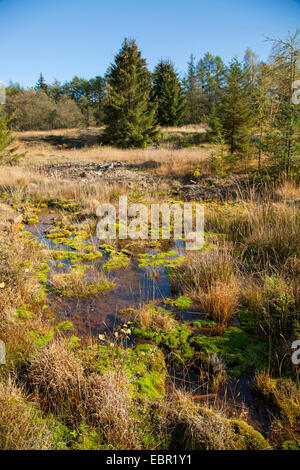 Stagno in ex miniera Littfeld area, in Germania, in Renania settentrionale-Vestfalia, Littfeld Foto Stock