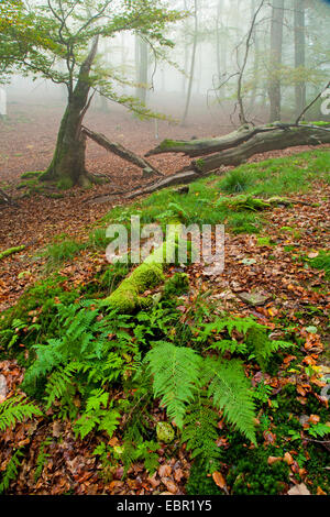 Comune di faggio (Fagus sylvatica), rottura albero in autunno la foresta, Germania, Hesse, Kellerwald National Park Foto Stock
