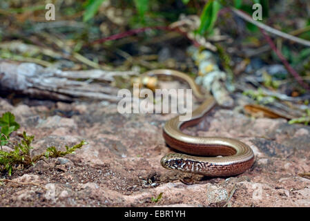 Comunità slow worm, blindworm, slow worm (Anguis fragilis), giovani slow worm, Svezia, Smaland Foto Stock