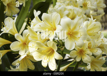 Giglio kaffir (Clivia miniata), fioritura in bianco Foto Stock