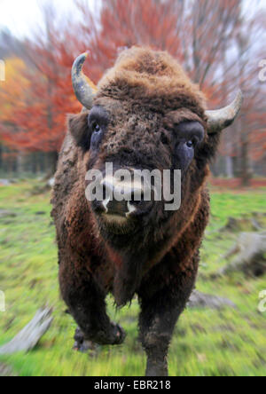 Il bisonte europeo, wisent (Bison bonasus), attaccando il fotografo, Germania Foto Stock