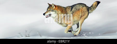 Unione lupo (Canis lupus lupus), il lupo in esecuzione sulla neve Foto Stock