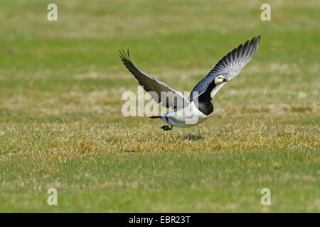 Barnacle goose (Branta leucopsis), di decollare da un prato, Paesi Bassi Foto Stock