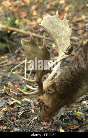 Daini (Dama Dama, Cervus dama), navigazione Hart, in Germania, in Renania settentrionale-Vestfalia Foto Stock