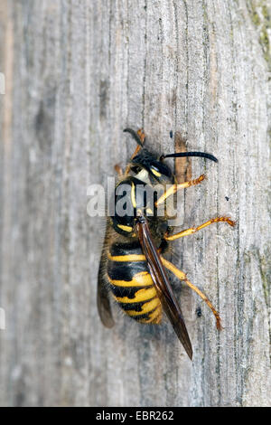 Wasp sassone (Dolichovespula saxonica, Vespula saxonica), femmina la raccolta di legno per costruire un nido, Germania Foto Stock