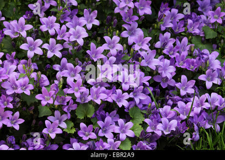 La Campanula dalmata, Adria campanula, Parete campanula (Campanula portenschlagiana), fioritura Foto Stock