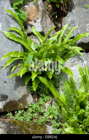 Hart la linguetta, Europeo harts-lingua (felci Asplenium scolopendrium, Phyllitis scolopendrium), su una roccia, Germania Foto Stock
