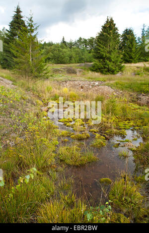 Stagno in ex miniera Littfeld area, in Germania, in Renania settentrionale-Vestfalia, Littfeld Foto Stock