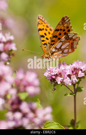 La regina di Spagna fritillary (Argynnis lathonia, Issoria lathonia), aspirando il nettare a origano selvatico, in Germania, in Renania settentrionale-Vestfalia Foto Stock