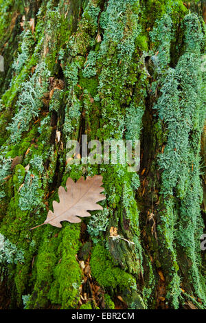 Rovere (Quercus petraea), mossy treetrunk con foglie di quercia, in Germania, in Renania settentrionale-Vestfalia Foto Stock