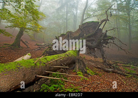 Comune di faggio (Fagus sylvatica), sradicati tree, Germania, Hesse, Kellerwald National Park Foto Stock