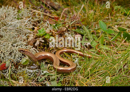 Comunità slow worm, blindworm, slow worm (Anguis fragilis), giovani slow worm, Svezia, Smaland Foto Stock