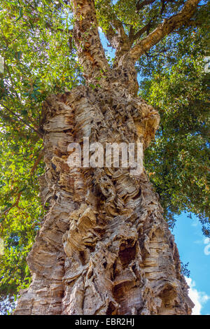 Cork Oak tree con spessa Corteccia di Quercus suber contro il cielo blu Foto Stock