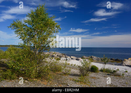 Comune di betulla, argento betulla, bianco europeo betulla, bianco (betulla Betula pendula, betula alba), giovani betulle presso la costa dell'isola di Gotland, Svezia, Gotland Foto Stock