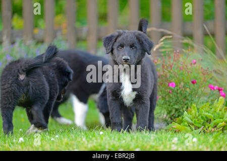 Razza cane (Canis lupus f. familiaris), tre mongrel cuccioli in giardino, Germania Foto Stock