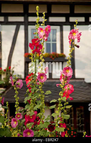 Holly hock, hollyhock (Alcea rosea, Althaea rosea), holly garretti a fronte di un legno a casa, in Germania, in Renania Palatinato, Niederfischbach Foto Stock