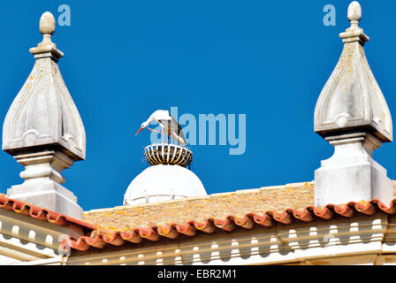 Il Portogallo, Algarve: Storch nel suo nido sulla sommità del Faro town hall Foto Stock