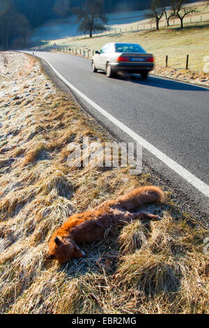 Red Fox (Vulpes vulpes vulpes), superamento fox al bordo della strada, in Germania, in Renania Palatinato Foto Stock