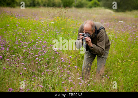 Uomo di scattare le foto knapweeds in un prato, in Germania, in Renania Palatinato Foto Stock