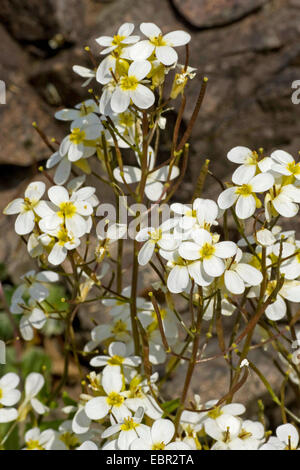 Rocce Alpine-crescione (Arabis Alpina), fioritura, Germania Foto Stock