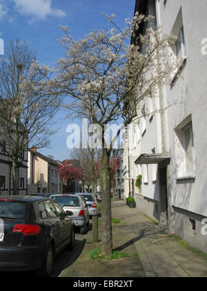 Lamarck's Serviceberry (Amelanchier lamarckii), albero innestato in una strada, Germania Foto Stock