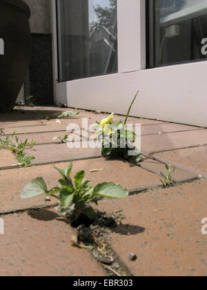 Pansy, Pansy Violet (Viola x wittrockiana, Viola wittrockiana, Viola hybrida), naturalizzato su un marciapiede, in Germania, in Renania settentrionale-Vestfalia, la zona della Ruhr, Witten Foto Stock