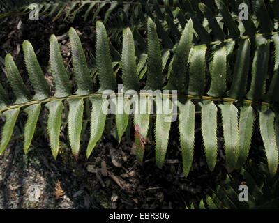 Western spada fern (Polystichum munitum), il dettaglio di un frond Foto Stock