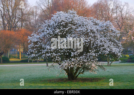 Star magnolia (Magnolia stellata), che fiorisce in un parco, Germania Foto Stock