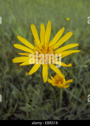 Oriental Goet's Beart, Jack-Go-To-Bed-At-Noon (Tragopogon pratensis subsp. orientalis, Tragopogon orientalis), infiorescenza, in Germania, in Baviera Foto Stock