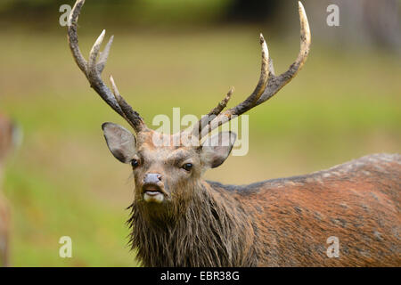 Cervi Sika, Tame cervi sika, Tame cervo (Cervus nippon), di prelevare il profumo Foto Stock