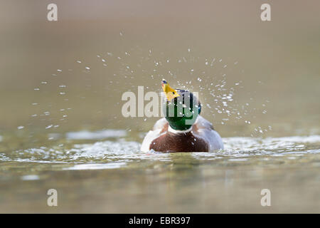 Il germano reale (Anas platyrhynchos), nuoto drake scuotendo acqua, Austria, la Stiria Foto Stock