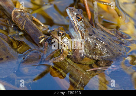 Rana comune, erba (rana temporaria rana), innesto maschio femmina, Germania Foto Stock