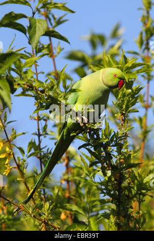 Rose-inanellati parrocchetto (Psittacula krameri), seduto su un ramo, Germania Foto Stock