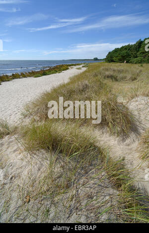 Dune sulla spiaggia di Holmhaellar su Gotland Svezia, Naturschutzgebiet Holmhaellar, Gotland Foto Stock