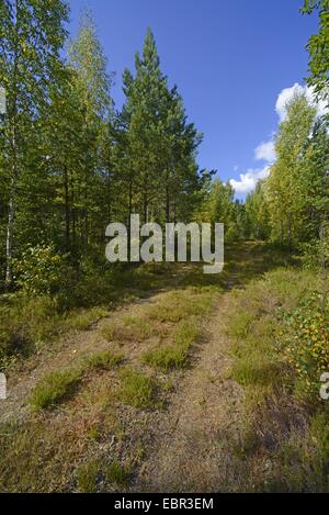 Percorso di foresta, Svezia, Smaland Foto Stock