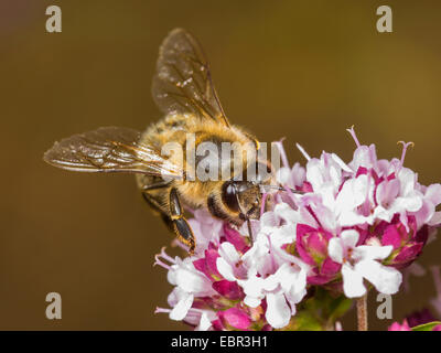 Il miele delle api, hive bee (Apis mellifera mellifera), Western honey bee rovistando sul origano, Germania Foto Stock