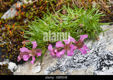 Soapwort nana, rosa pigmeo (Saponaria pumila, Saponaria pumilio), fioritura, Austria Foto Stock