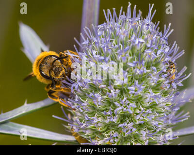 Il sudore bee (Halictus scabiosae), femmina rovistando su Eryngium planum, Germania Foto Stock