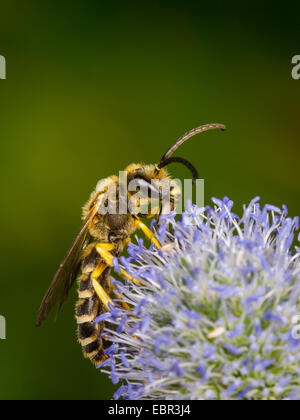 Il sudore bee (Halictus scabiosae), maschio rovistando su Eryngium planum, Germania Foto Stock