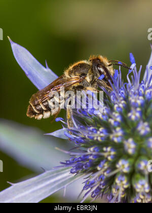 Megachile pilidens (Megachile pilidens), femmina rovistando su Eryngium planum, Germania Foto Stock