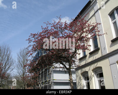 Eley Crabapple (Malus x purpurea, Malus purpurea), che fiorisce in una strada, in Germania, in Renania settentrionale-Vestfalia, la zona della Ruhr, Witten Foto Stock