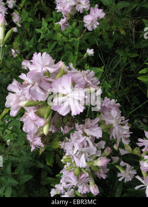 Bouncingbet, bouncing-bet, soapwort (Saponaria officinalis), con fiori doppi, in Germania, in Renania settentrionale-Vestfalia Foto Stock