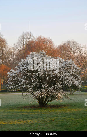 Star magnolia (Magnolia stellata), che fiorisce in un parco, Germania Foto Stock