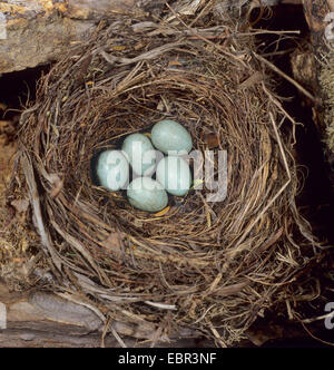 Merlo (Turdus merula), nido con uova, Germania Foto Stock