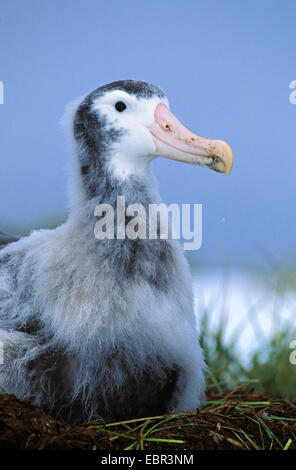 Albatros erranti (Diomedea exulans), capretti sul nido, Suedgeorgien Foto Stock