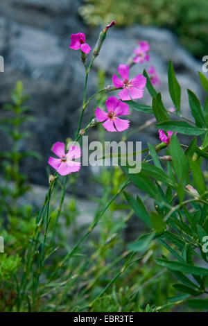 Il legno di rosa (Dianthus sylvestris), fioritura, Svizzera Foto Stock