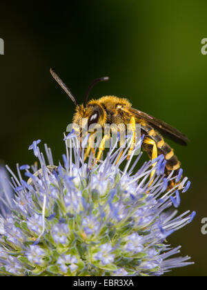 Il sudore bee (Halictus scabiosae), maschio rovistando su Eryngium planum, Germania Foto Stock