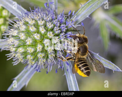 Megachile pilidens (Megachile pilidens), femmina rovistando su Eryngium planum, Germania Foto Stock