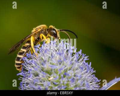 Il sudore bee (Halictus scabiosae), maschio rovistando su Eryngium planum, Germania Foto Stock